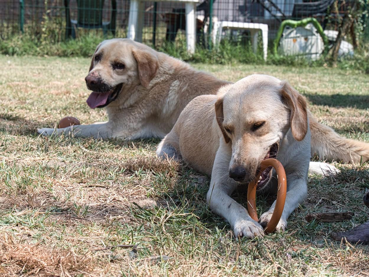 Tierschutz-Hunde kauen zufrieden auf Töys-Spielzeug